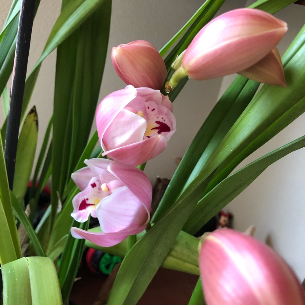 Meet your Posher, Weiling